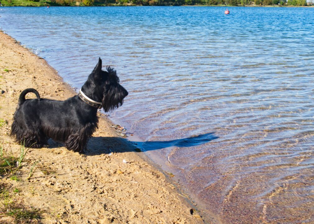 #57. Scottish Terrier